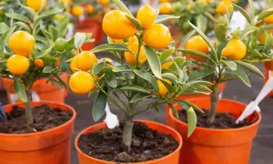 Små träd med orange frukter och gröna citron blad i krukor.