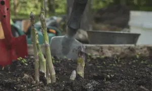 Färska sparrisplantor skjuter upp ur jorden, redo för samplantering. Trädgårdsredskap syns i bakgrunden.