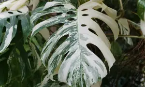 En vacker Monstera Deliciosa 'Albo Variegata' med sina karakteristiska vita och gröna blad. Denna planta behöver stöd för att växa sig stor och stark.