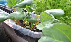 Små plantor av så rabarber i en plastlåda, redo att planteras ut.