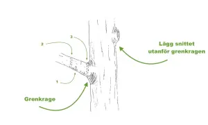 Illustration visar hur man ska klippa grenar vid grenkragen för att trädet ska läka.