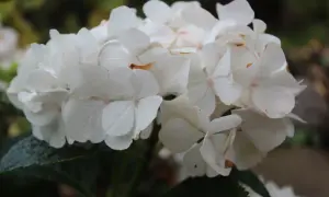 En klase vita hortensia blommor med rosa prickar, som växer i fuktig jord.