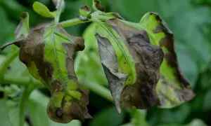 Närbild på potatisblast med bruna fläckar och vissna blad. Gröna blad syns i bakgrunden.