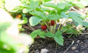 Smultronplantan växer frodigt, redo att ge skörd. Att odla smultron är en glädje som ger sommarens sötaste bär.