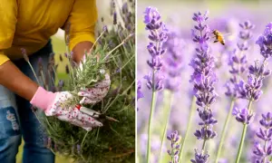 En person med blomstrande handskar klipper lavendel. En bi surrar bland lavendelblommorna.