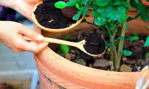 Händer häller kaffesump från en skål till en träsked, redo att ge näring till tomatplantor i en terrakottakruka.