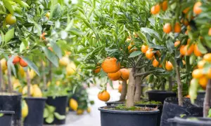 Rad med clementin planta i krukor, fulla av mogna, saftiga frukter.