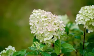En vacker vipphortensia på stam med ljusgröna blommor som övergår i rosa vid kanterna. En sommarfavorit i trädgården.