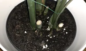 Små, gula svampar växer i jorden i en blomkruka, runt stammen på en grön växt.