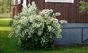 En frodig schersmin buske blommar med tusentals vita blommor vid ett falurött hus.