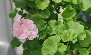 En vacker ljusrosa pelargon utomhus, omgiven av frodiga gröna blad.