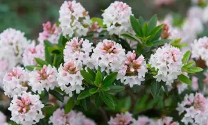 En buske med många små, ljusrosa och vita blommor. En av många vackra rhododendron sorter som blommar i trädgården.
