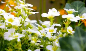 En matta av vita perenner blommar i solljus. Deras små, vita kronblad med gula centra skapar en drömsk scen.