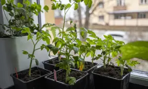 Små tomatplantor i svarta krukor på fönsterbrädan. Bra att veta hur stor kruka till tomat för framtida plantering.