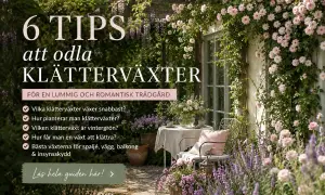 En romantisk trädgård med en klematis pergola, rosor och lavendel. En stol och ett bord inbjuder till avkoppling.