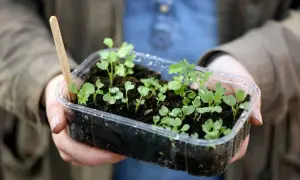 Små plantor i en plastlåda, redo för vintersådd blommor. En träpinne med text syns i jorden.