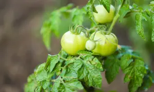 Gröna, mogna tomater inomhus på en planta. De väntar på att bli röda och goda.