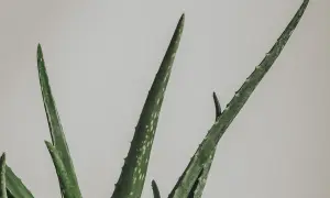 Gröna aloe vera blad med vita prickar, redo att plantera.