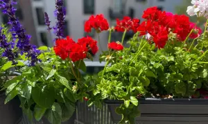 Färgglada balkong blommor i rött och lila lyser upp en solig dag.