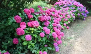 Tåliga blommor utomhus i rosa och lila nyanser kantar en grusgång.