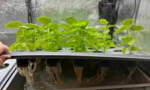 Fräscha basilika plantor växer i ett hydroponiskt system. De frodiga gröna bladen syns ovanför, medan de vita rötterna hänger ner i näringslösningen.
