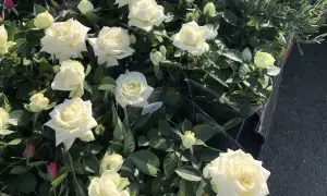 En grupp vackra vita rosor i kruka, några med knoppar, omgivna av gröna blad.