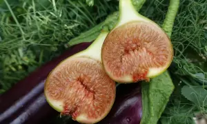 Två halverade fikon med saftigt, rött fruktkött ligger på mörklila aubergine och gröna blad. En lyckad skörd att odla fikon i Sverige!