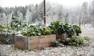 Svartkål odla i pallkragar, täckt av frost. En vacker höstbild från Sverige.
