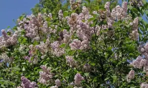 A bush with abundant clusters of pale purple lilac flowers and green leaves against a blue sky.