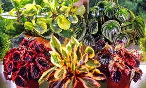 En samling vackra peperomia blomma-växter med varierande bladverk i grönt, gult och rött.