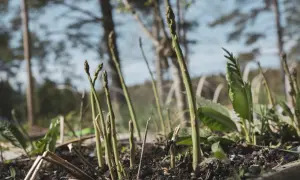 Små skott av vit sparris tittar upp ur jorden. Snart dags att odla vit sparris och njuta av vårens delikatesser.