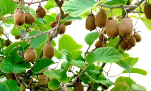 Kiwi frukter hänger mogna på grenar, redo att skördas. En vacker syn för alla som vill odla kiwi.