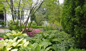 En lummig trädgård med hostor och rosa blommor som bin gillar. En vit villa skymtar bakom träden.