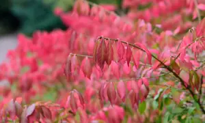 En buske med rosa blommor i höstfärger. Bladen skiftar i nyanser av rosa och rött mot en grön bakgrund.