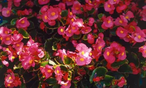En tät matta av rosa begonia utomhus, med sina karakteristiska blommor och mörkgröna blad, skapar en levande färgklick.