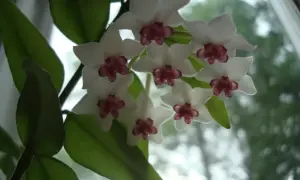 En klase vita porslinsblommor med mörklila mitt. Bladen är gröna och frodiga, vilket tyder på att inga porslinsblomma sjukdomar har drabbat denna vackra planta.