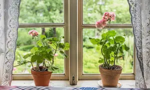 Två krukor med rosa pelargon Mårbacka står på en fönsterbräda. Genom fönstret syns en grönskande trädgård.