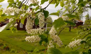 Vitt blommande träd med en svag doft, i bakgrunden syns röda hus i en grönskande miljö.