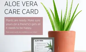 En frodig aloe vera-planta i en terrakottakruka, bredvid ett kort med skötselråd för falsk aloe vera.