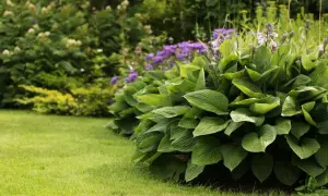En frodig funkia samplantering med lila blommor i bakgrunden. Gräsmattan är välklippt och ger en fin kontrast.