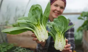 Lycklig odlare visar upp färsk pak choi, nyskördad från växthuset. En härlig skörd att odla pak choi!
