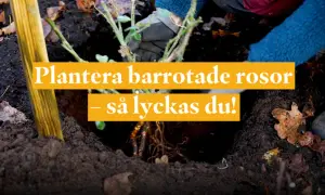 Händer med barrotade rosor i jord. Text: Plantera barrotade rosor – så lyckas du! Perfekt för att plantera rosor på våren.