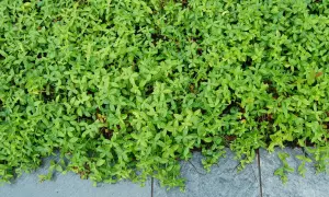 Tätt täckande vinca minor med små gröna blad som växer över grå stenplattor.