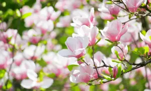 Vacker magnolia i kruka blommar med rosa och vita blommor mot en grön bakgrund. En perfekt vårscen.