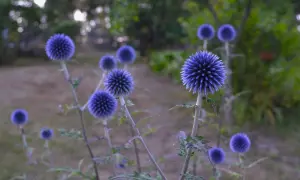 Flera blå blommor, perenner, med taggiga kronblad växer i en trädgård.