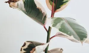 Fikus med gröna, vita och rosa blad. Vissa blad har bruna prickar och torra kanter.