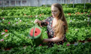Kvinna vattnar blommor i ett växthus. Hon håller en grön vattenkanna och ger guldvatten inomhus till de frodiga växterna.