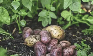 Färska, jordiga potatisar, både röda och gula, ligger på mörk jord bland gröna blad. En härlig skörd som visar hur man kan odla potatis i halm.