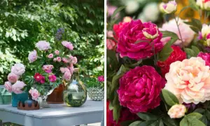 En bukett med rosa pioner och andra blommor på ett bord utomhus. Till höger syns en närbild på fylliga pioner i cerise och ljusrosa.