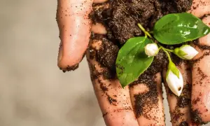 En hand håller en grön kvist med vita blomknoppar i näringsrik, torvfri jord.